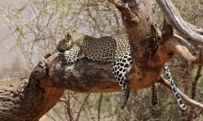 leopard-samburu