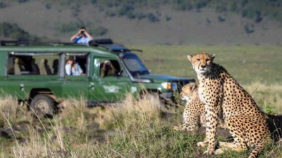 cheetahs-safari-mara